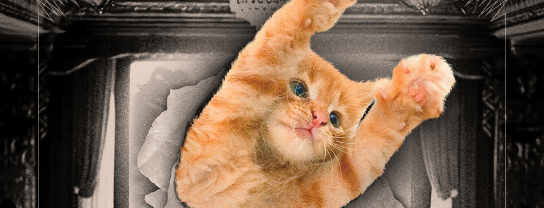 The feline sizzle-reel that is CatVideoFest screens in Orlando