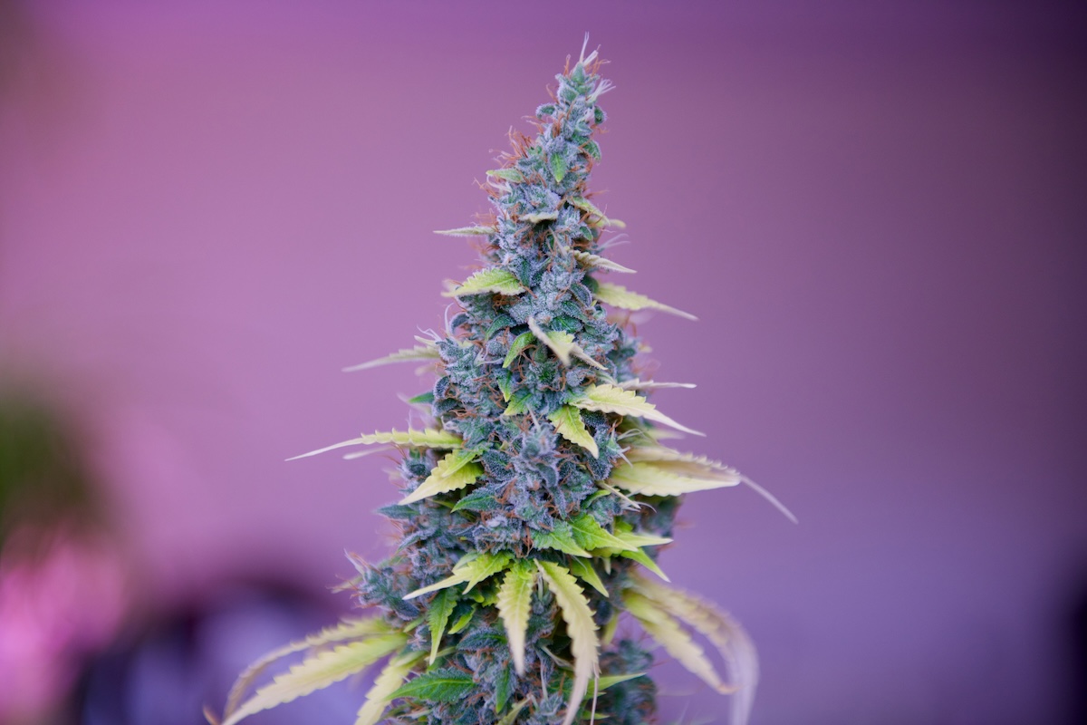 Smoking pot in public banned under bill moving in Florida Senate