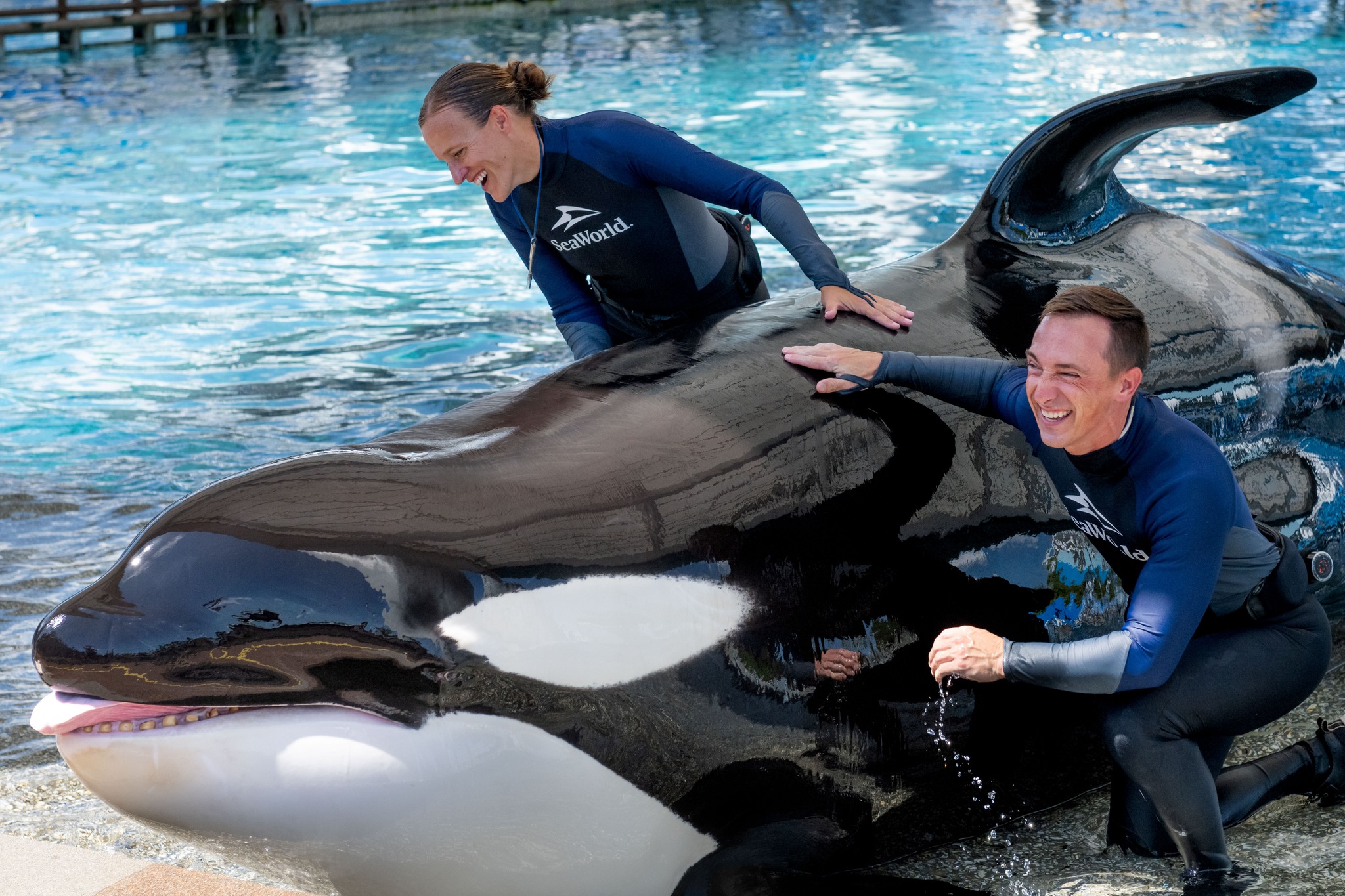 SeaWorld’s 50-year-old killer whale Katina has died