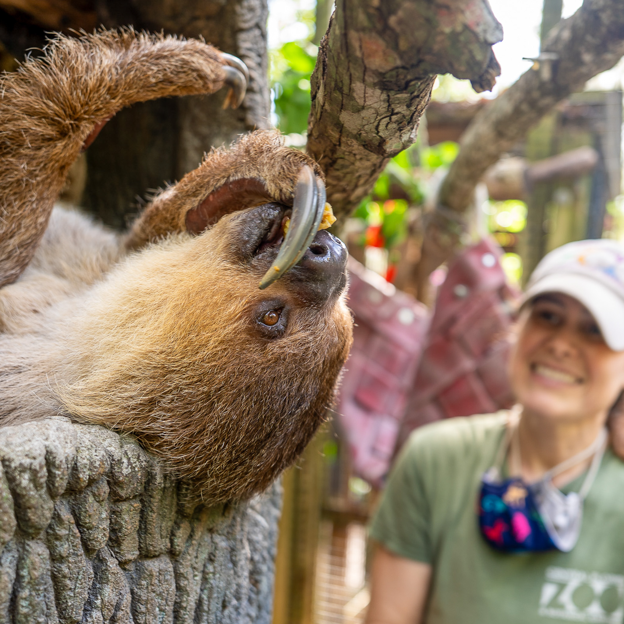Central Florida Zoo is now giving wild behind-the-scenes tours