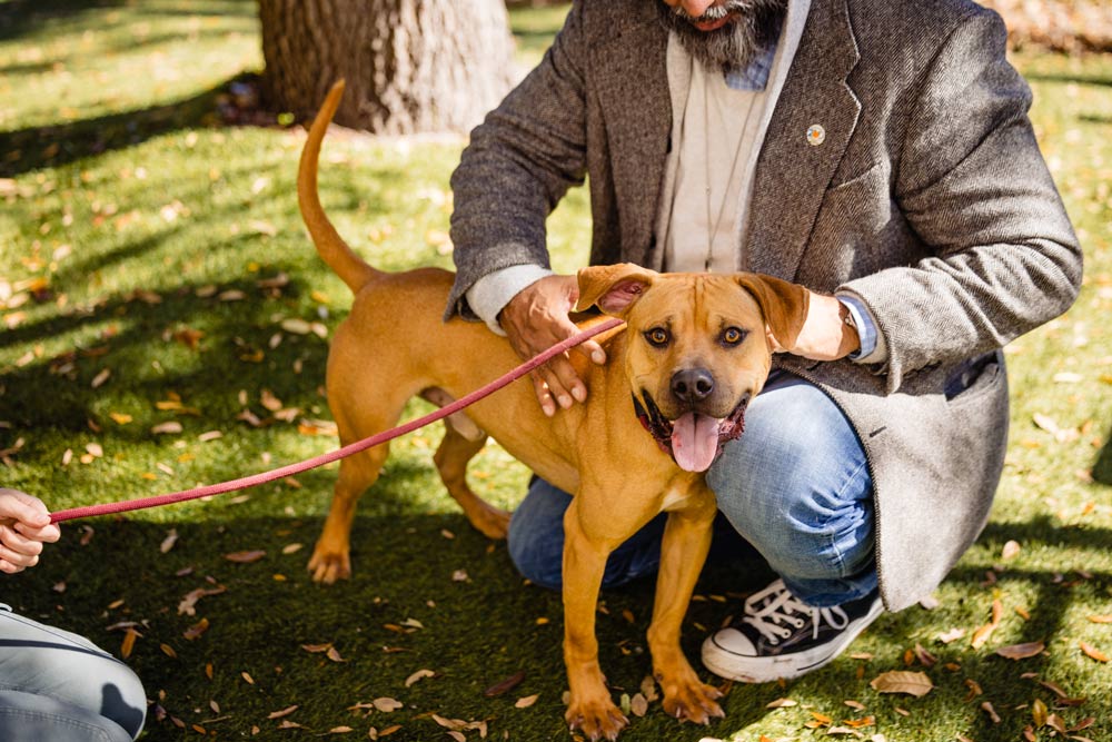 Adoptable dog Azazel likes long walks around the lake and chewing on some toys in the yard