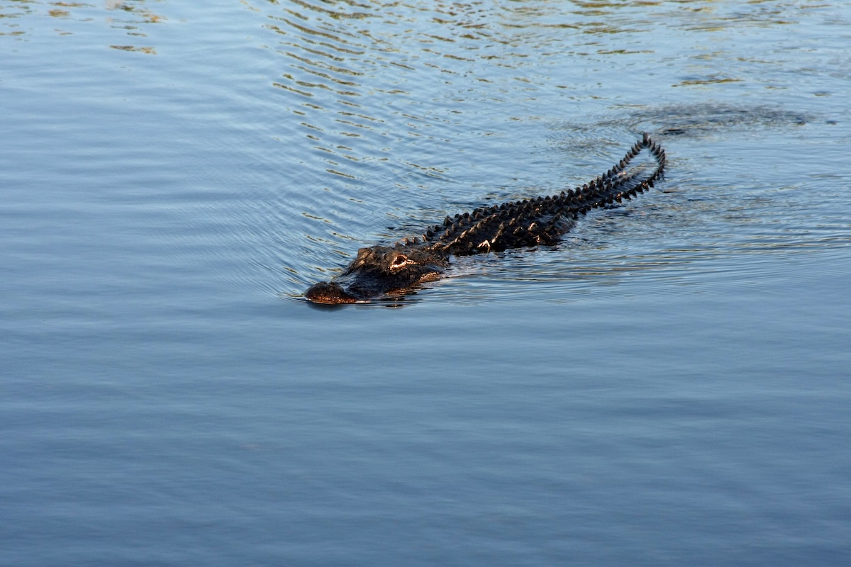 Central Florida park closed as search continues for alligator that attacked a cow