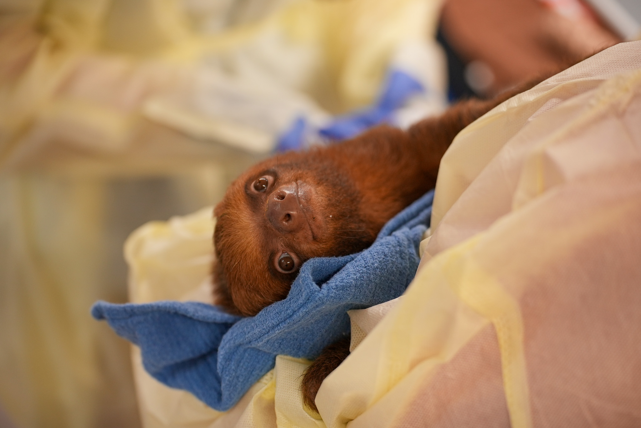 Rescued Sloth World sloths survive first nights at Central Florida Zoo
