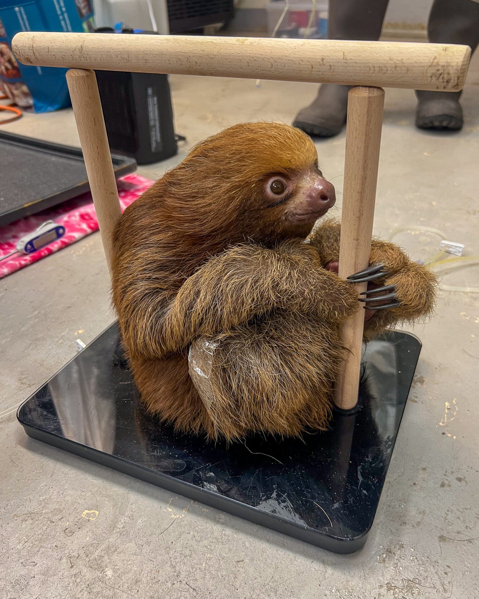 Florida lawmakers consider cut to state aid for Central Florida Zoo as they care for rescued sloths