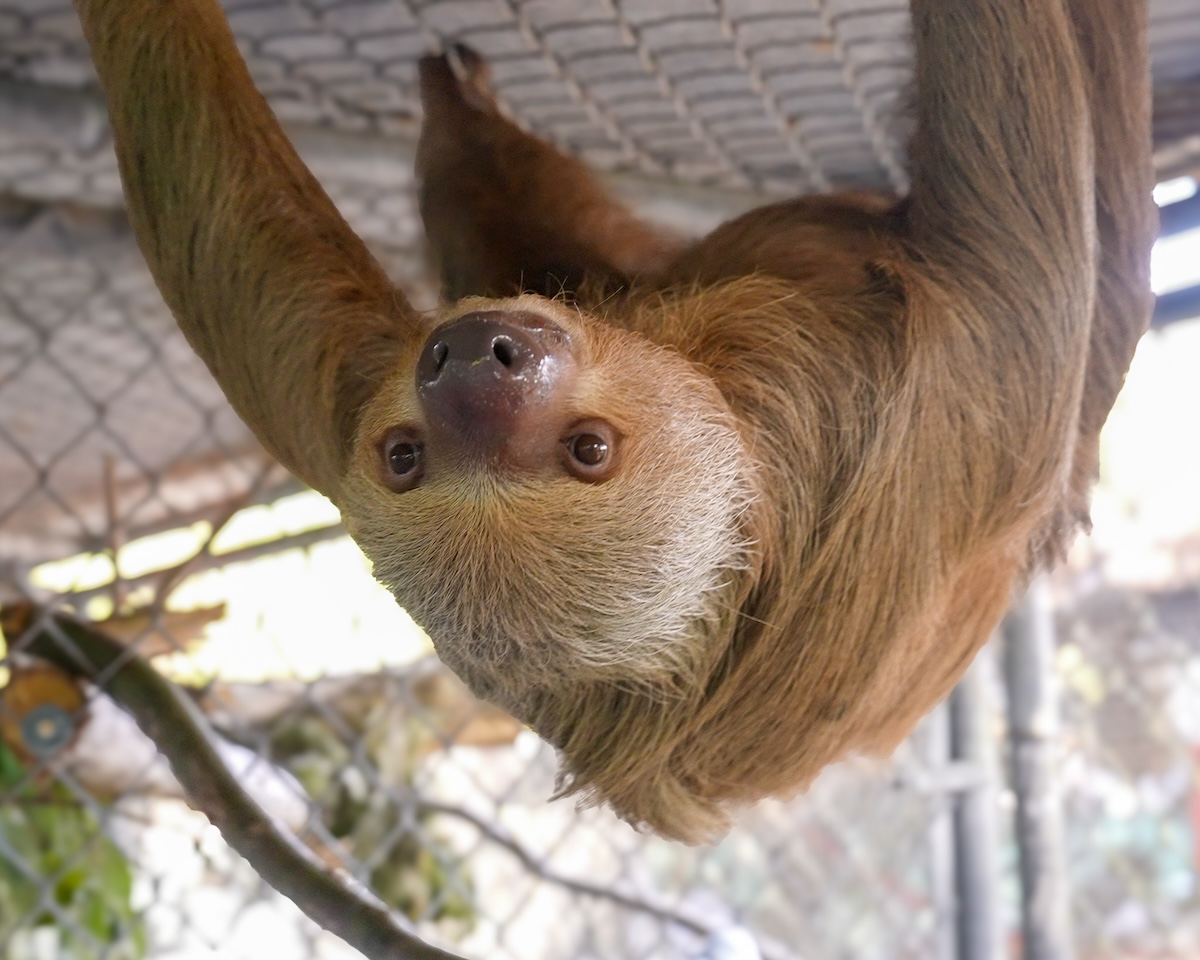 Willow is the fifth sloth to die after Sloth World rescue