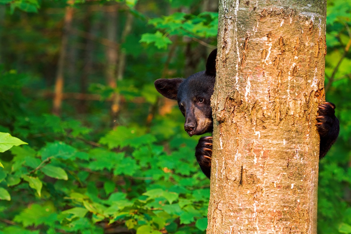 This year's Florida bear hunt will allow hunters to kill more bears