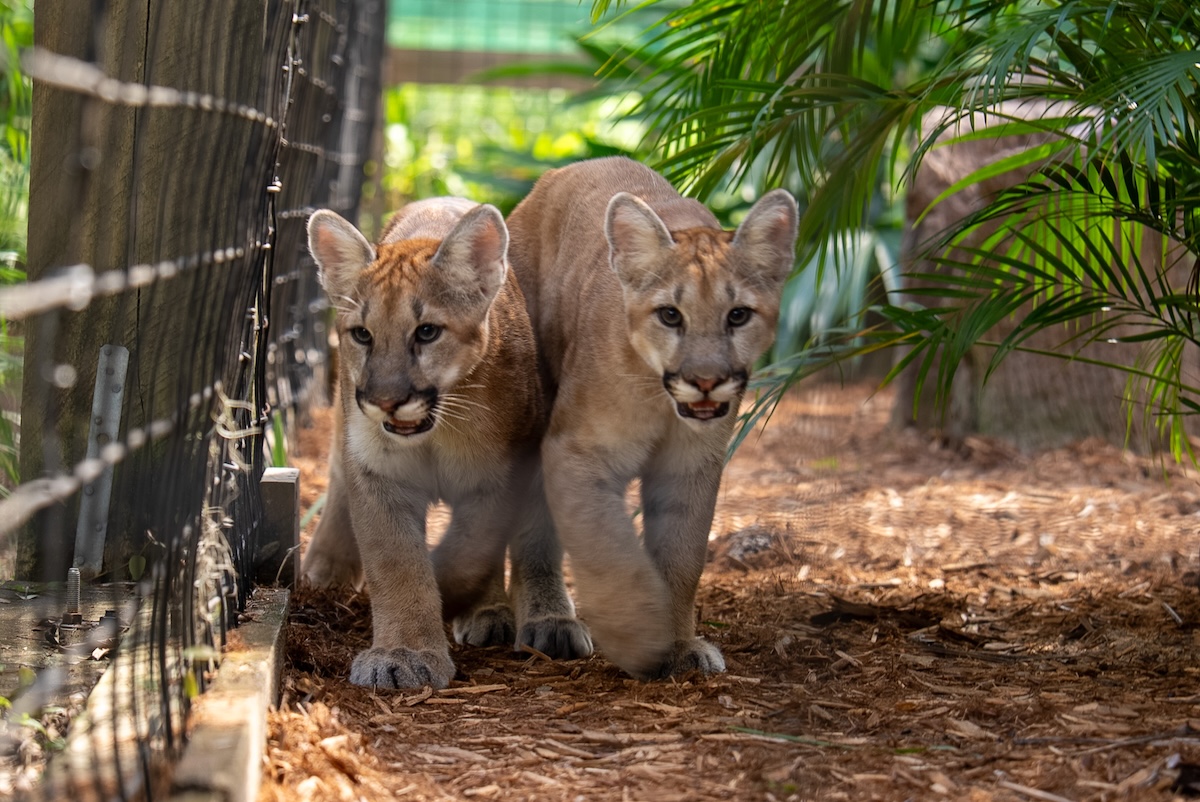 Central Florida Zoo welcomes new baby cougars