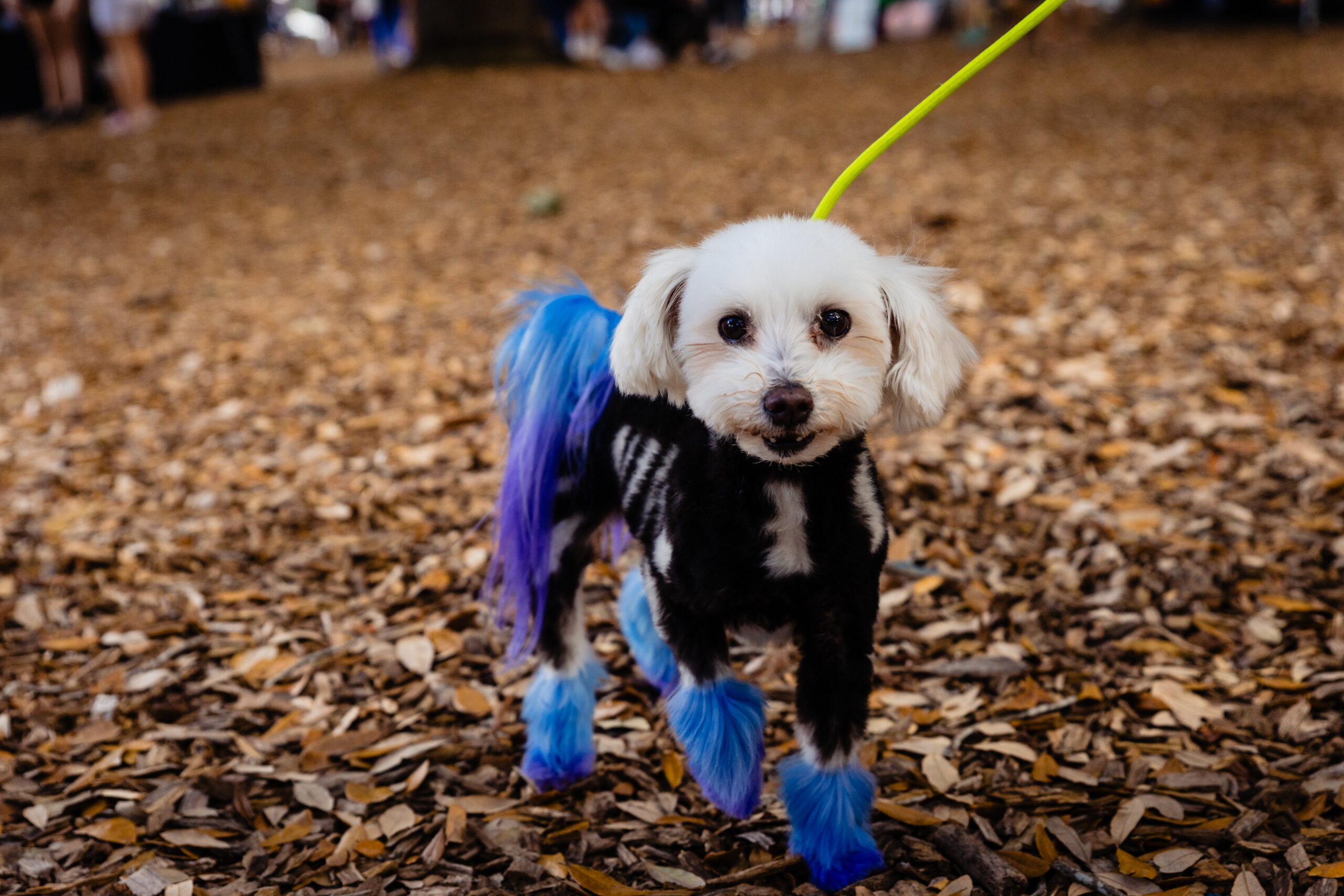 Get yourself a new furry friend at Lake Eola's Barktoberfest